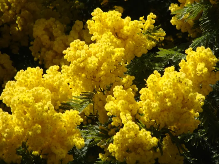 Grappes de mimosa en fleur, jaune vif, en février à Saint-Paul-de-Vence.